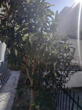 Agelikis' Apartments